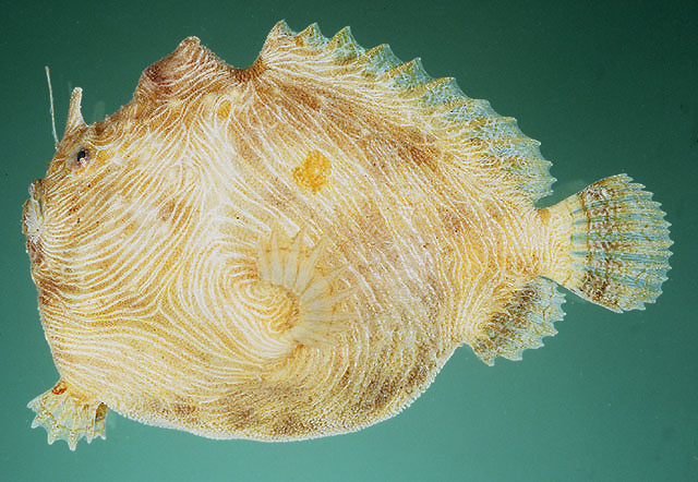 Antennatus linearis