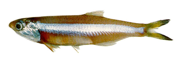 Anchoa marinii