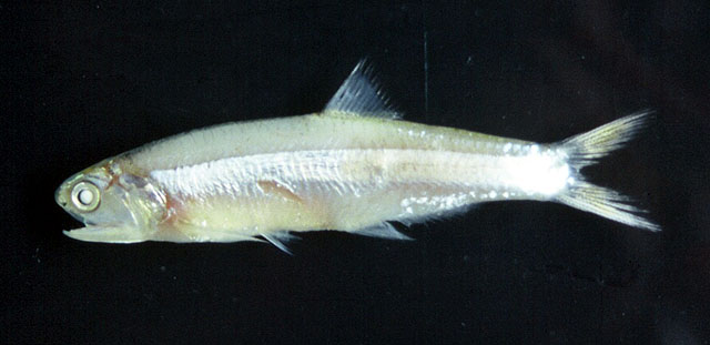 Anchoa marinii