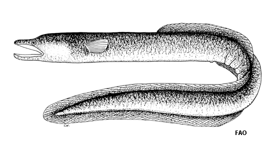 Anguilla megastoma