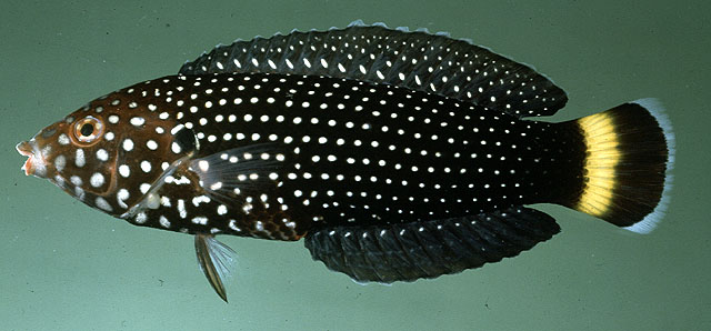 Anampses melanurus