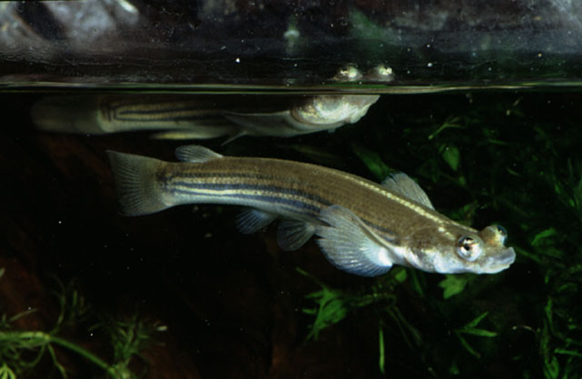 Anableps microlepis