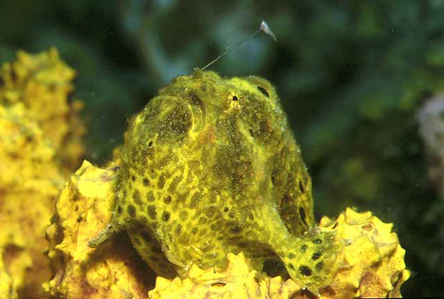 Antennarius multiocellatus