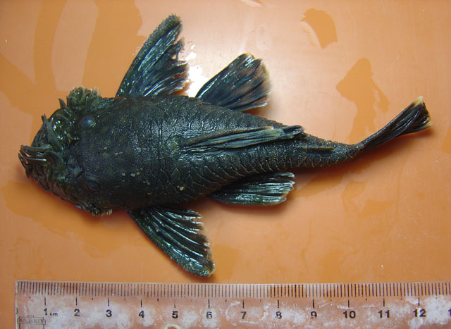 Ancistrus multispinis