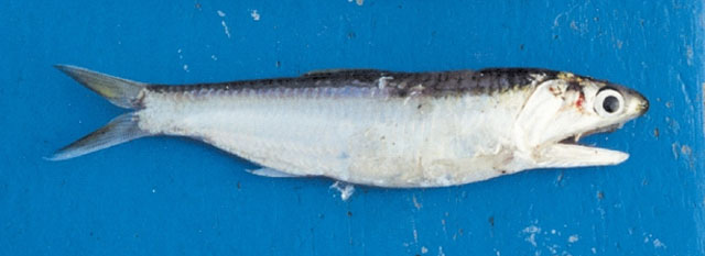 Anchoa nasus