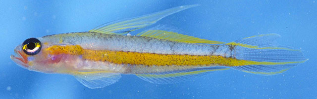 Antilligobius nikkiae