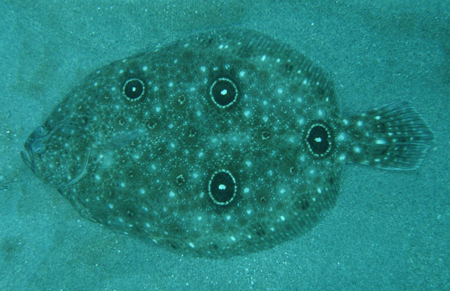 Ancylopsetta quadrocellata