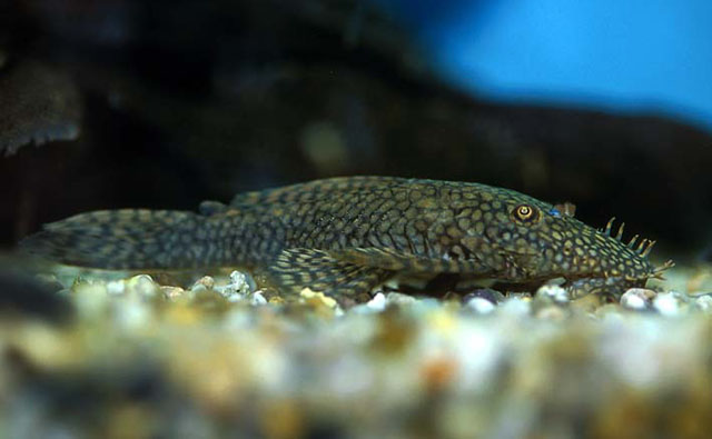 Ancistrus tamboensis