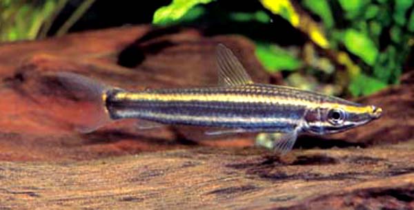 Anostomus ternetzi