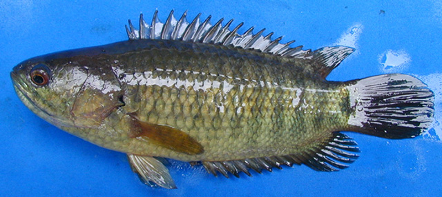 Anabas testudineus