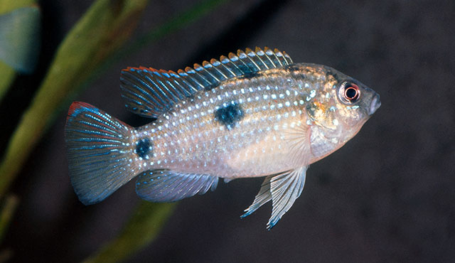 Anomalochromis thomasi