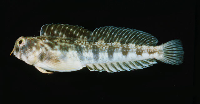 Antennablennius variopunctatus