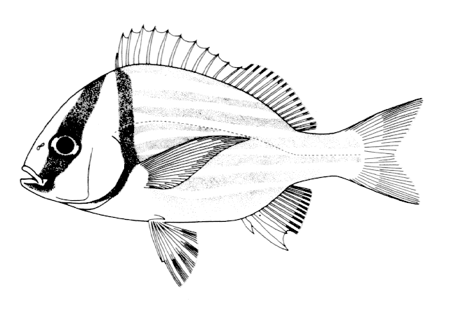 Anisotremus virginicus