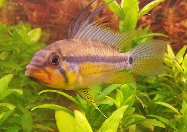 Apistogramma allpahuayo