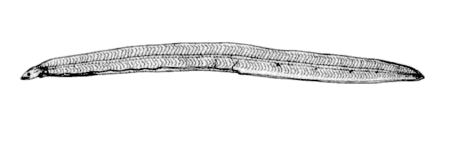 Apterichtus ansp