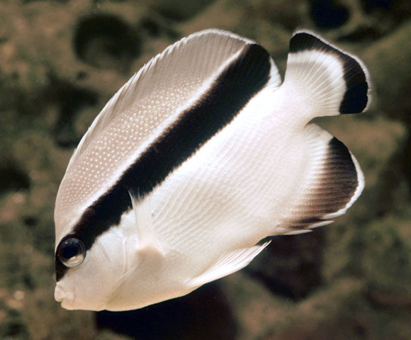 Apolemichthys arcuatus