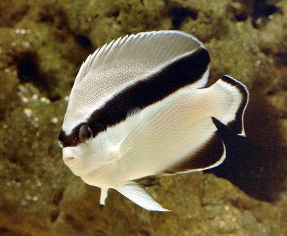 Apolemichthys arcuatus