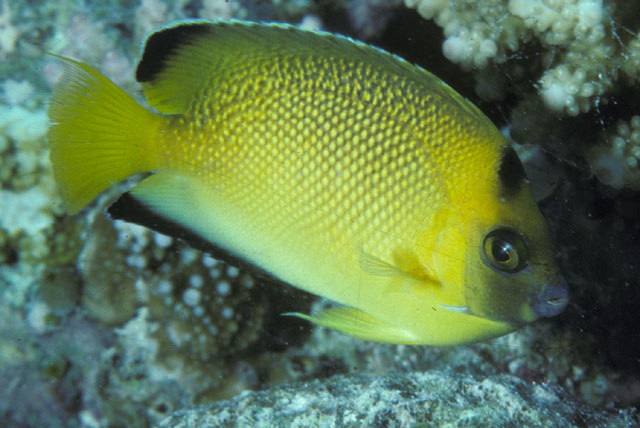 Apolemichthys armitagei