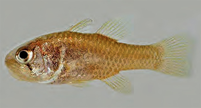 Apogon aurolineatus