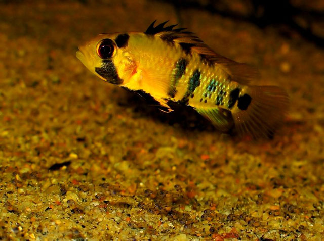 Apistogramma baenschi