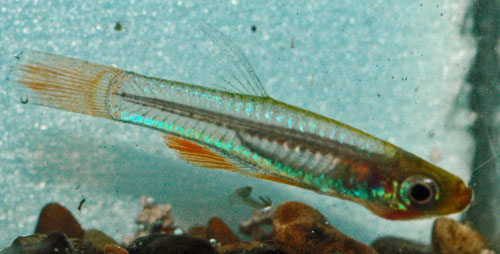 Congopanchax brichardi