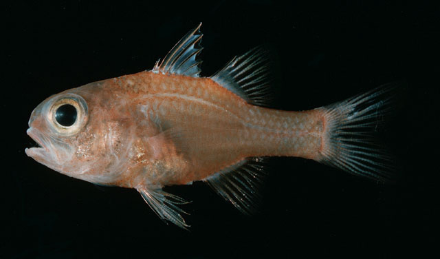 Apogon coccineus