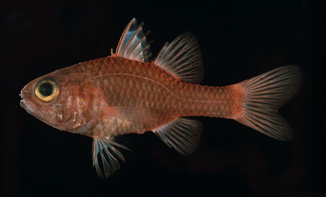 Apogon coccineus