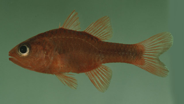 Apogon coccineus