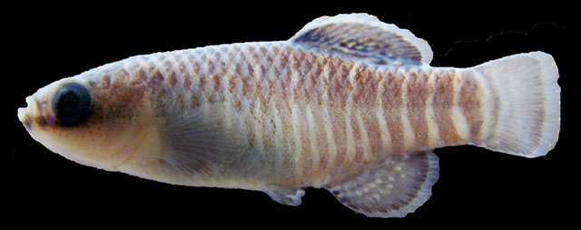 Esmaeilius darabensis