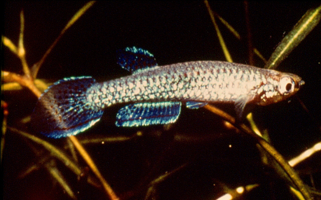 Epiplatys duboisi