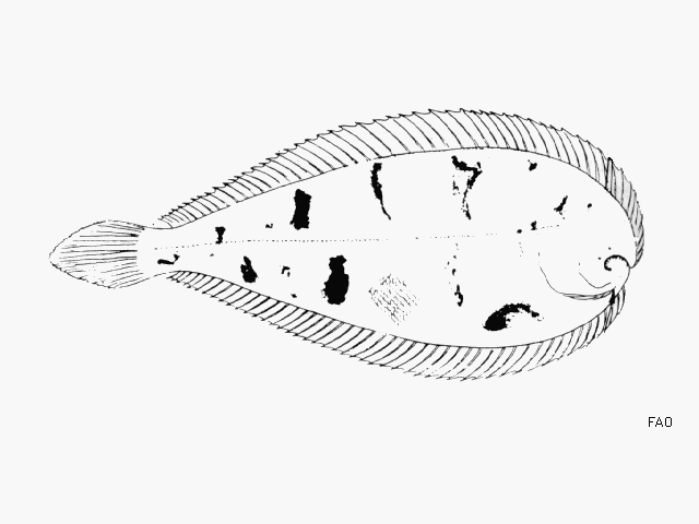 Apionichthys dumerili