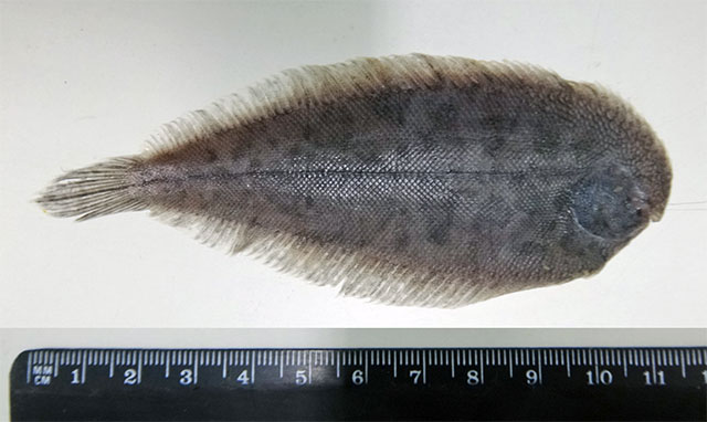 Apionichthys dumerili