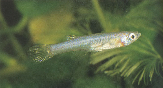 Micropanchax fuelleborni