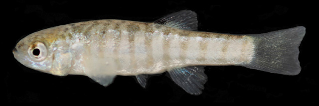 Aphaniops furcatus