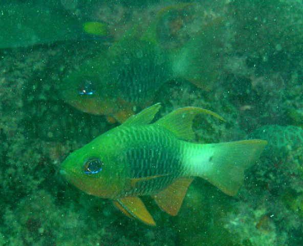 Ostorhinchus griffini