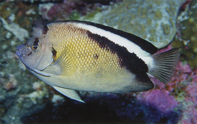 Apolemichthys griffisi