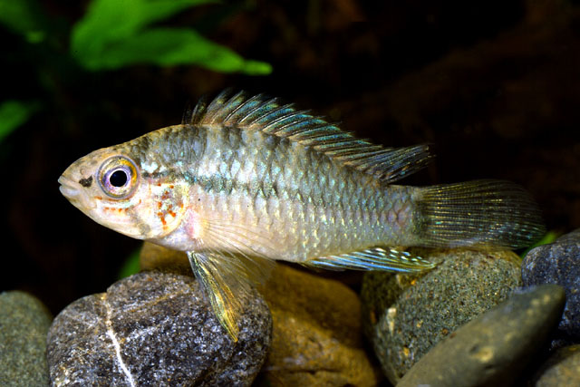 Apistogramma inconspicua