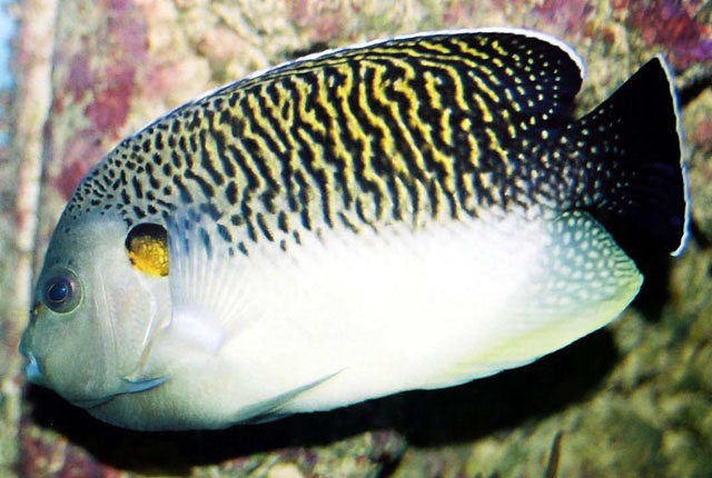 Apolemichthys kingi