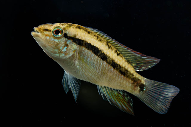 Apistogramma kullanderi