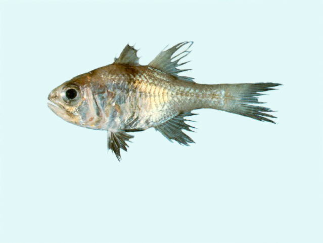 Jaydia melanopus