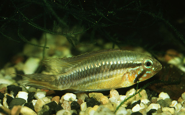 Apistogramma mendezi