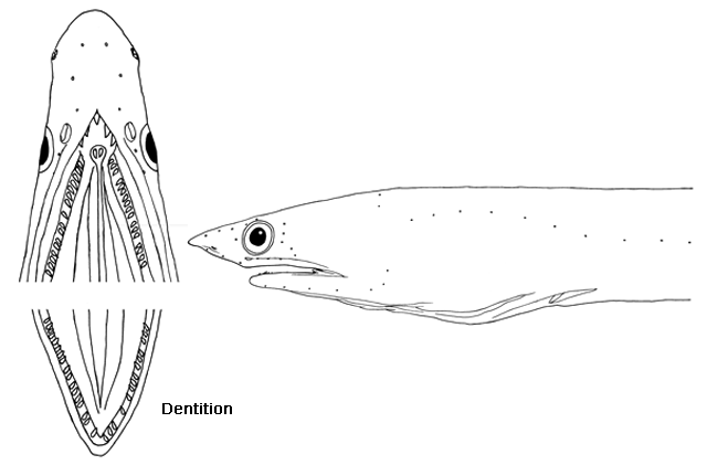 Apterichtus nariculus