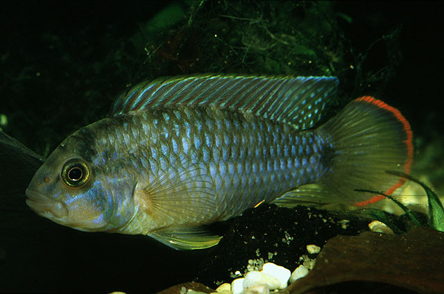 Apistogramma nijsseni