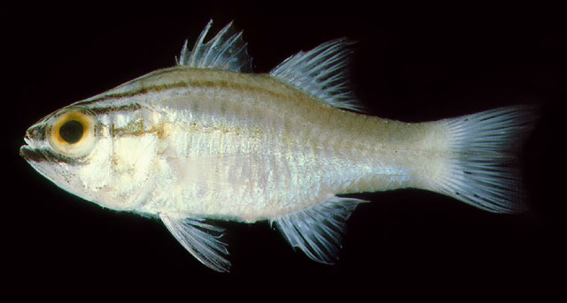 Ostorhinchus oxina