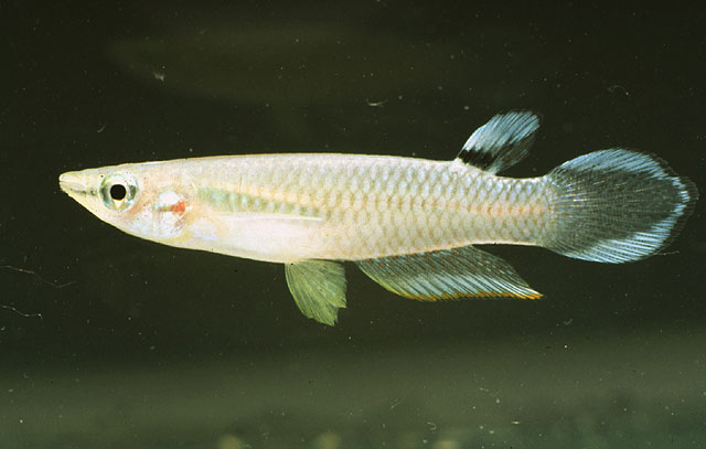 Aplocheilus panchax