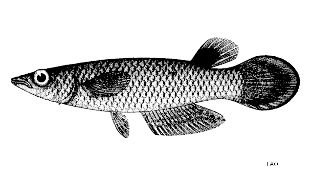 Aplocheilus panchax