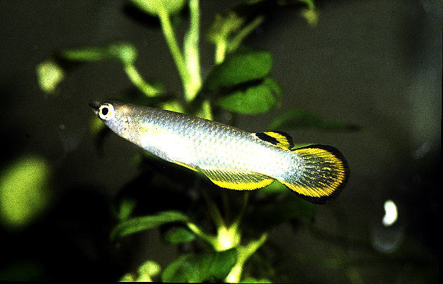 Aplocheilus panchax