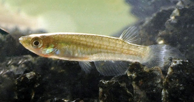 Aplocheilus parvus