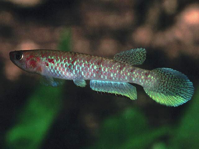 Nimbapanchax petersi