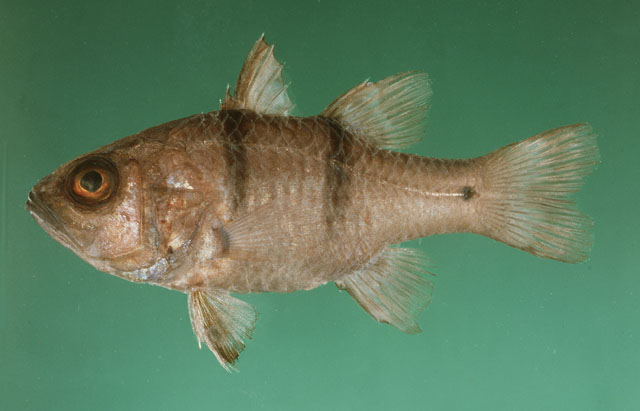 Apogonichthyoides pseudotaeniatus